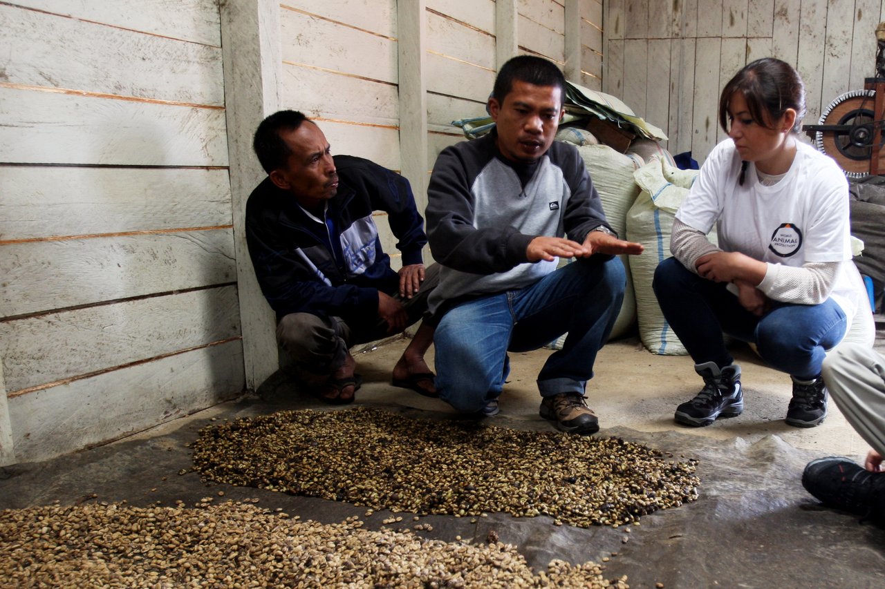 Productores de café y un representante de World Animal Protection evalúan la calidad de los granos de café en un almacén, discutiendo prácticas de producción ética.