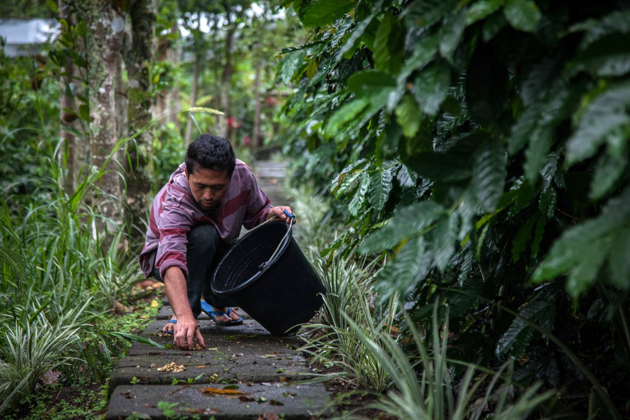 Productor recoge semillas para producir cafe de civetas libres.