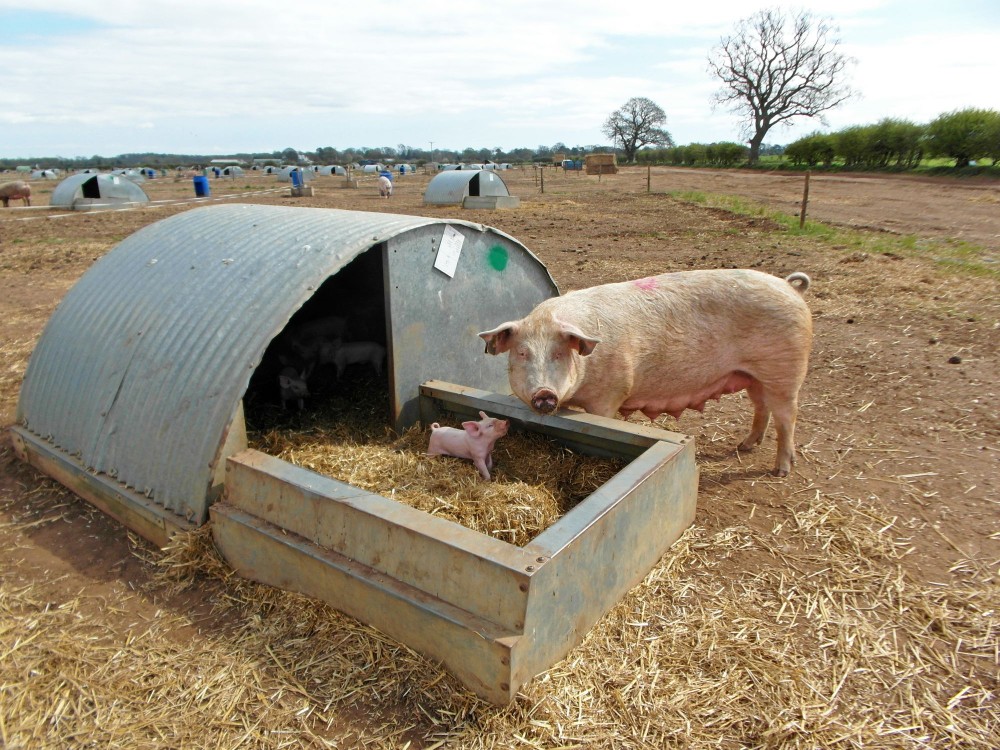 Una cerda y un lechón en una granja de alto bienestar en el Reino Unido.