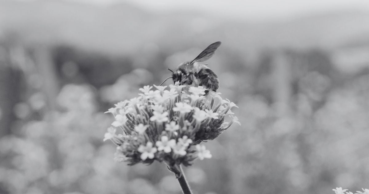 Día de las Abejas - Una abeja posada sobre una flor