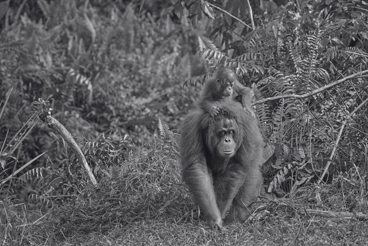 Día de la tierra - Una mamá orangután junto a su cría.