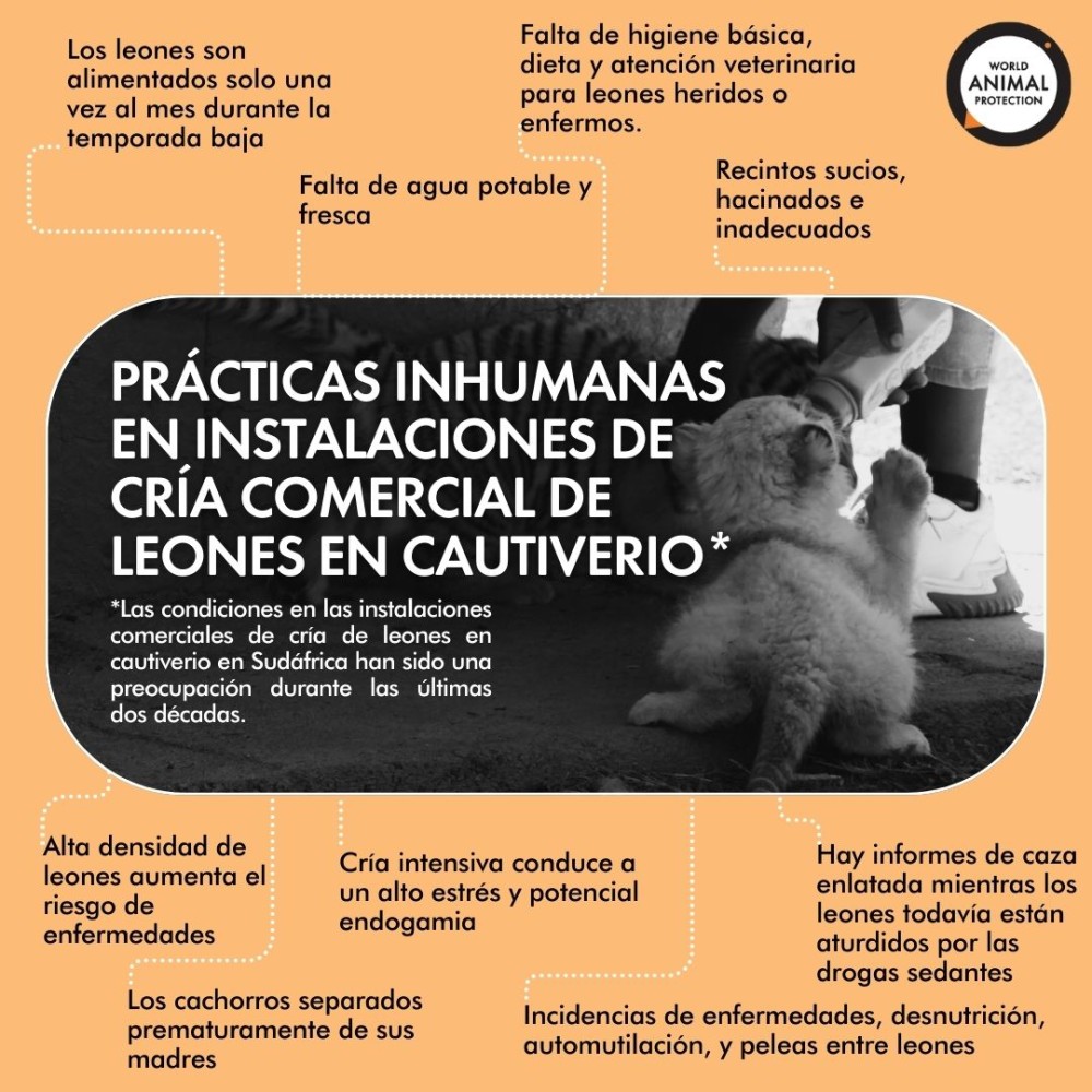 Prácticas inhumanas en instalaciones de cría comercial de leones en cautiverio - infografia