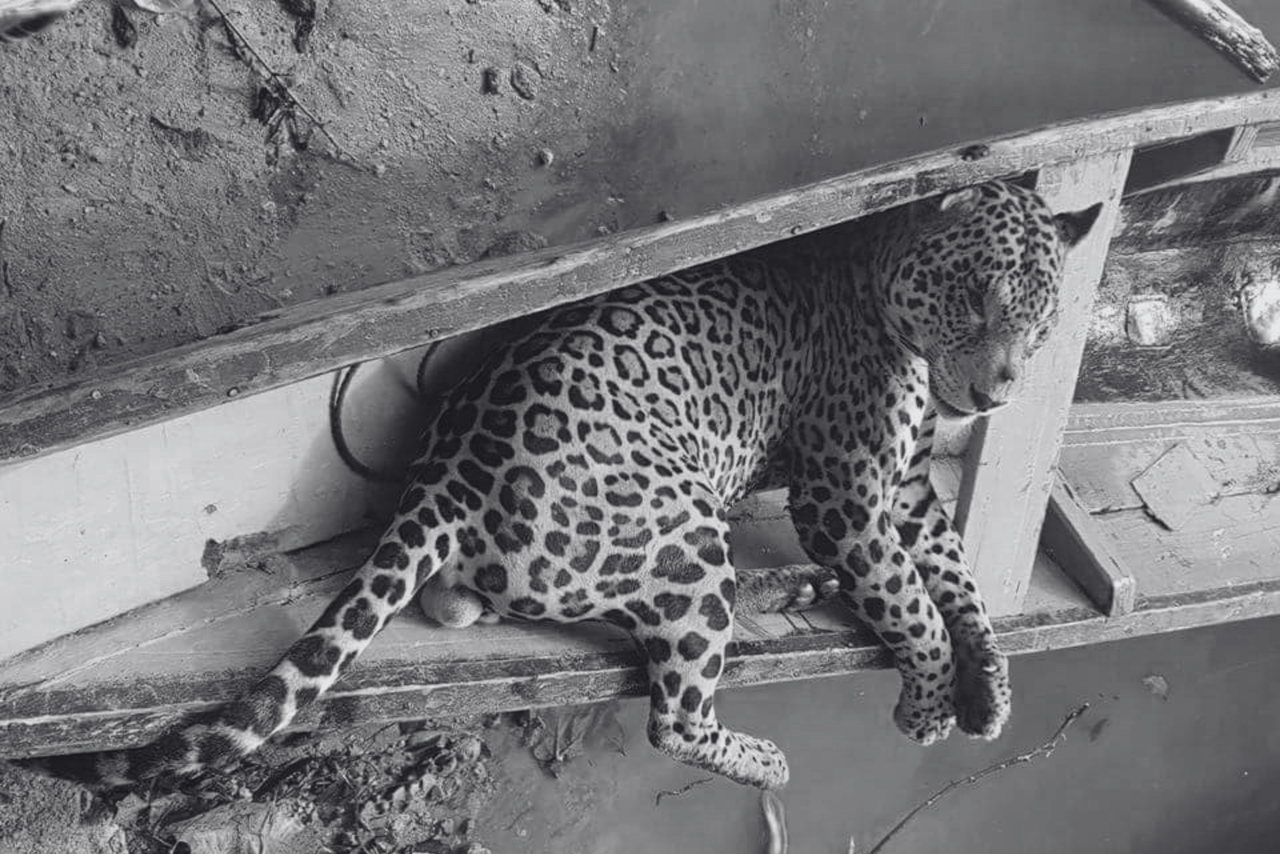 Un jaguar cazado es transportado en una canoa.