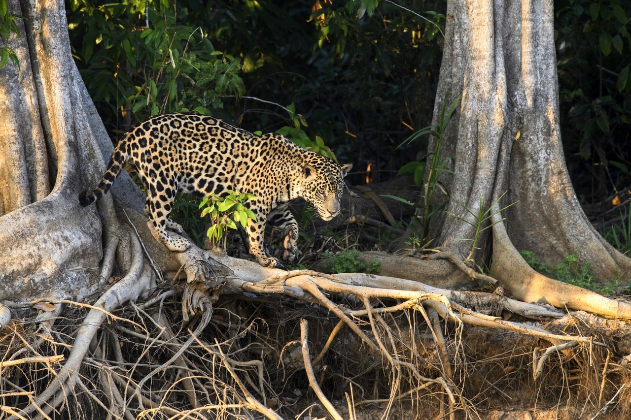Un jaguar camina sobre la raíz de un árbol en el amazonas
