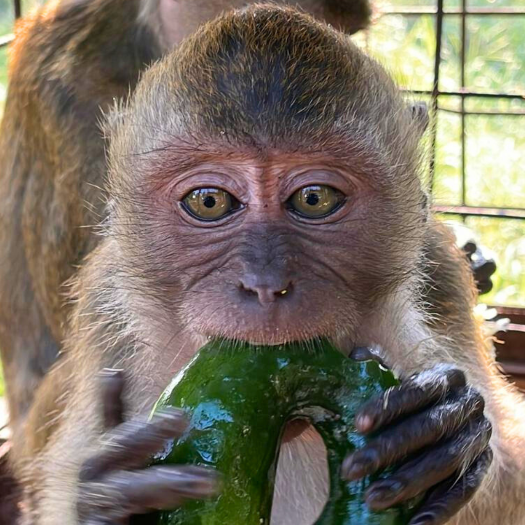 Un macaco rescatado come un pepino