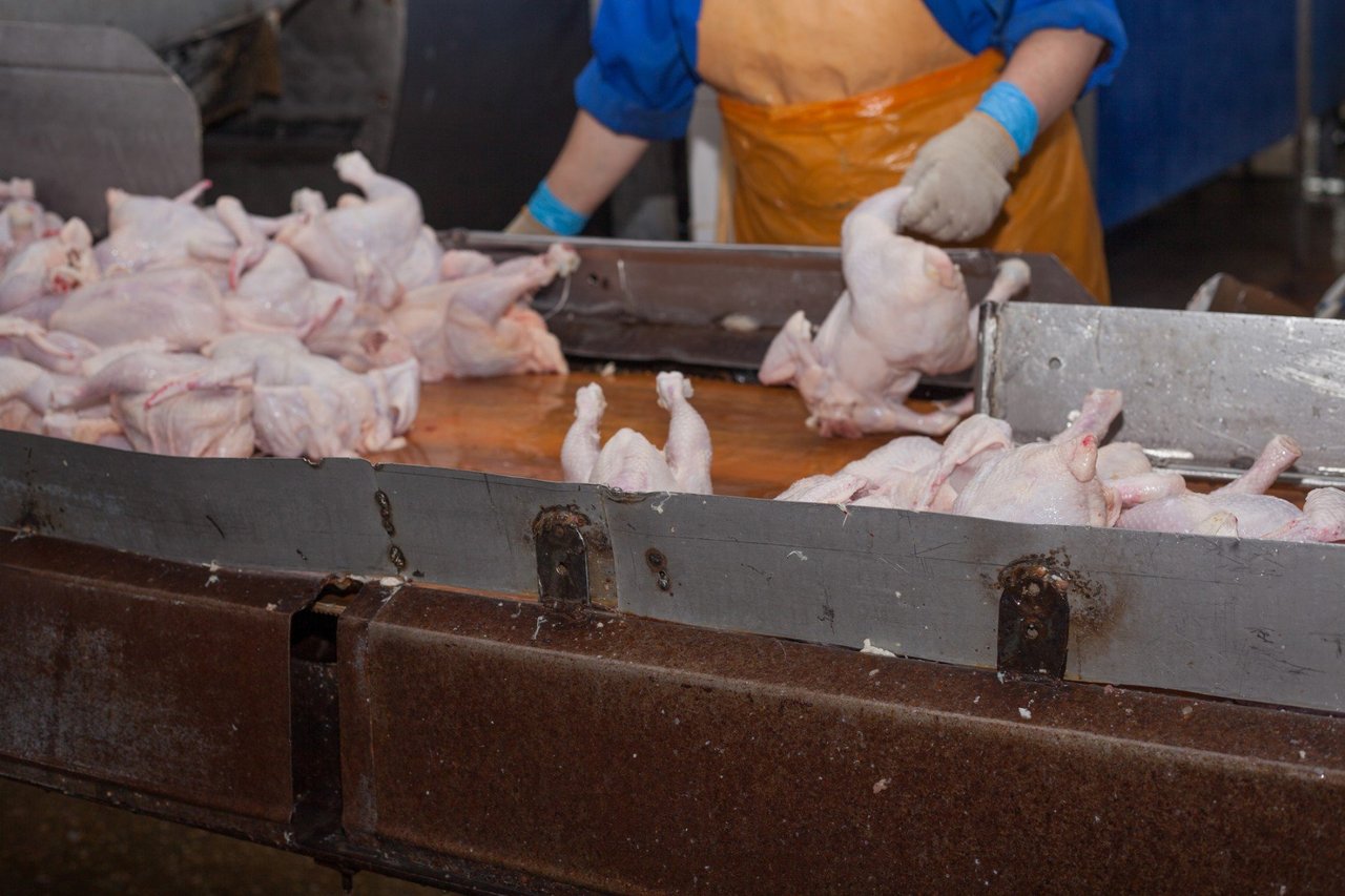 Procesamiento de aves de corral en la industria alimentaria. Producción de carne. Crédito: fransz