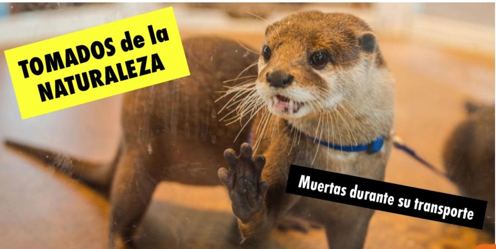 Una anuncio de una nutria parte de la campaña Vida Silvestre No Mascotas de World Animal Protection