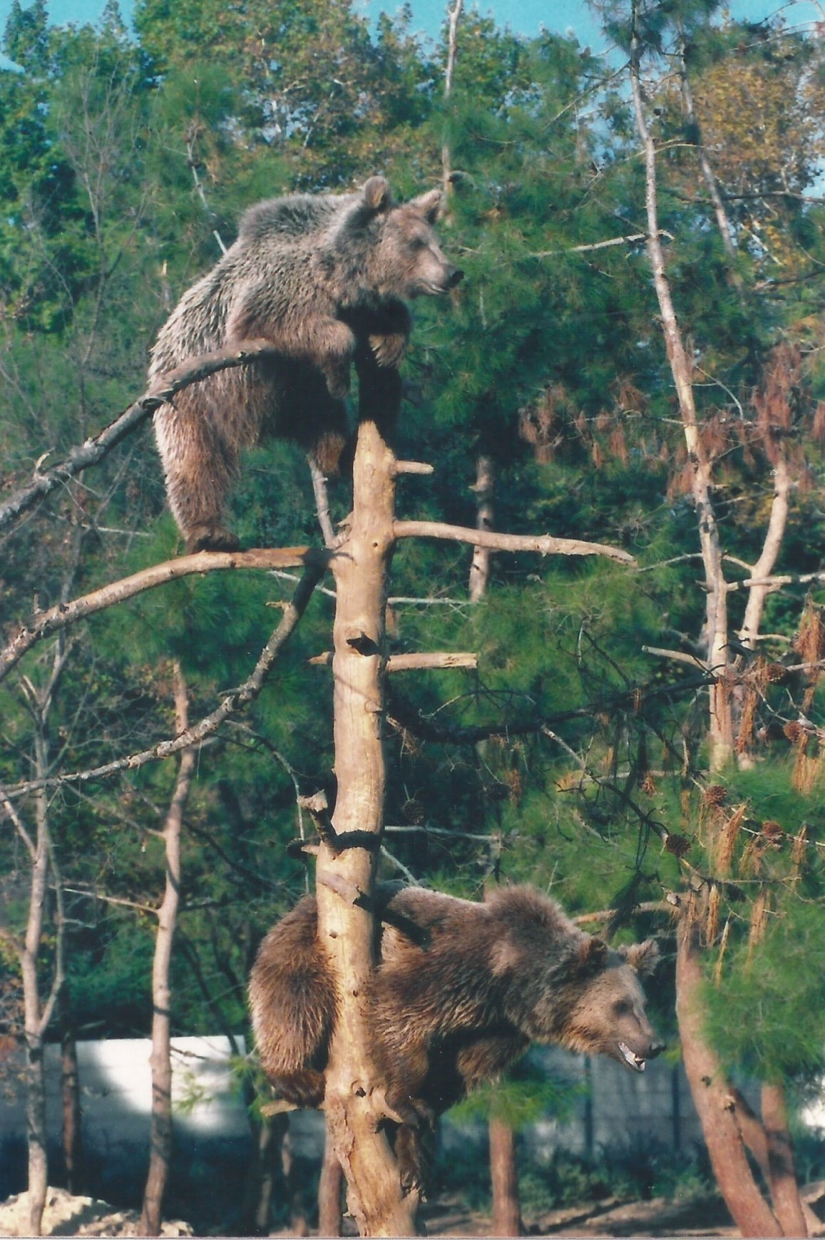 De los primeros osos en el Santuario Libearty en 1995