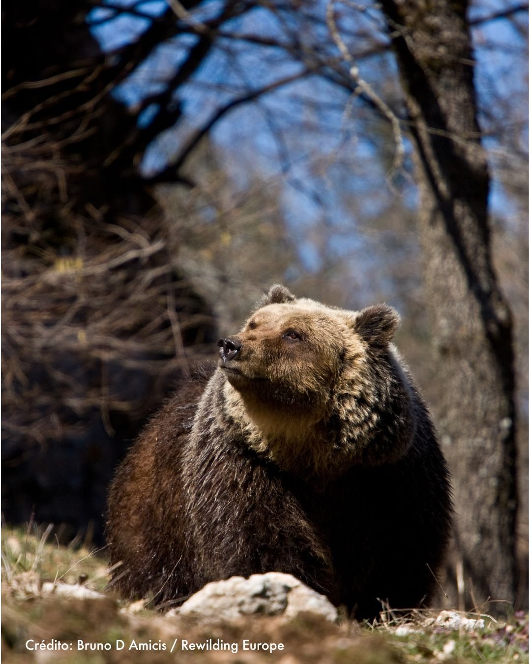 Oso pardo marsicano en un bosque de los Apeninos italianos, mirando hacia el cielo.