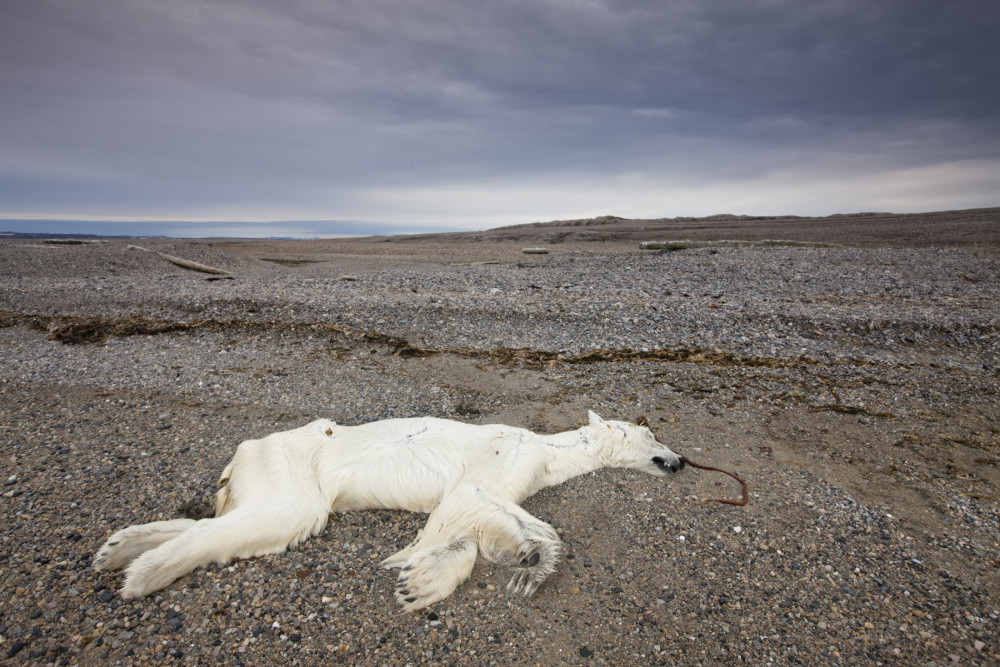 Un oso polar muerto por inanición