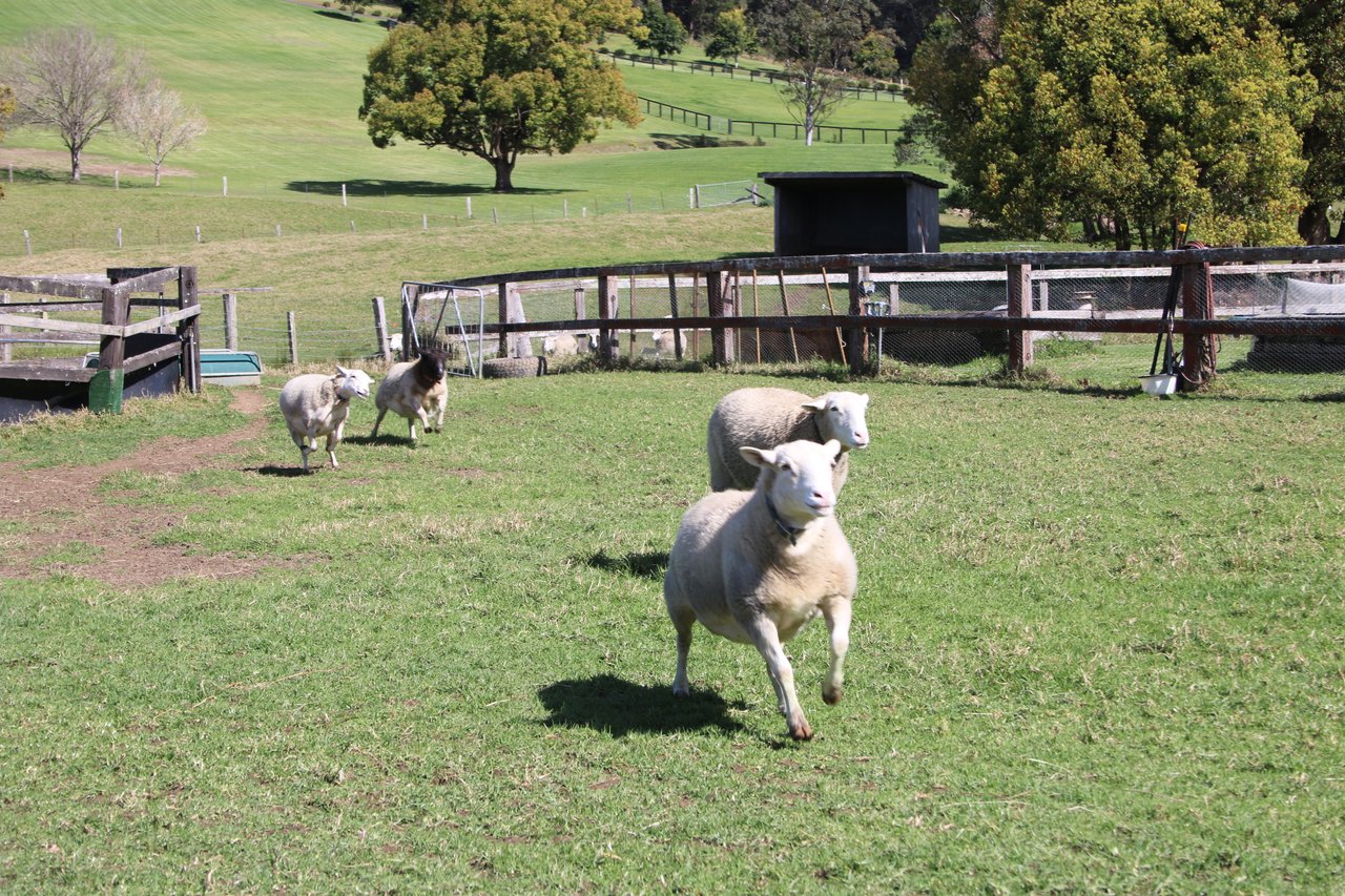 Cabras corren y juegan en santuario.