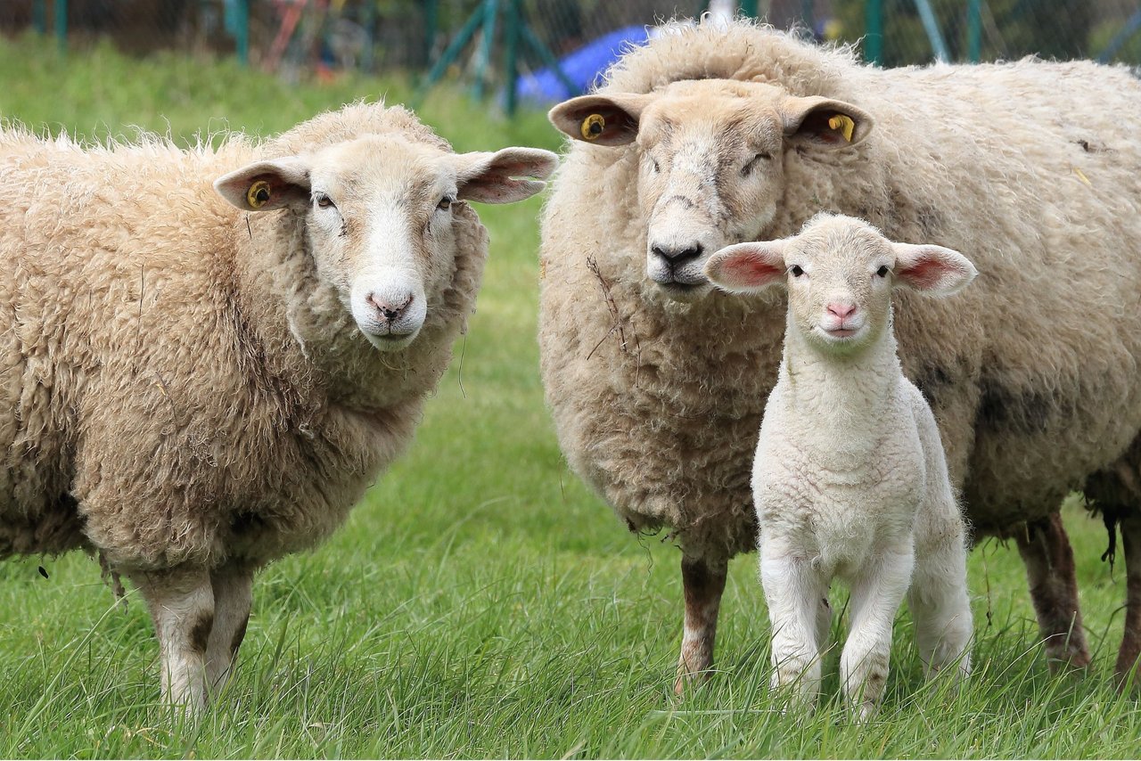 Una familia de oveja, carnero y cordero.