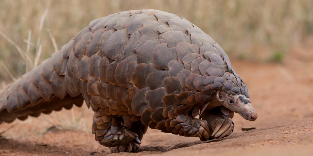 Un pangolin terrestre en Sudáfrica.