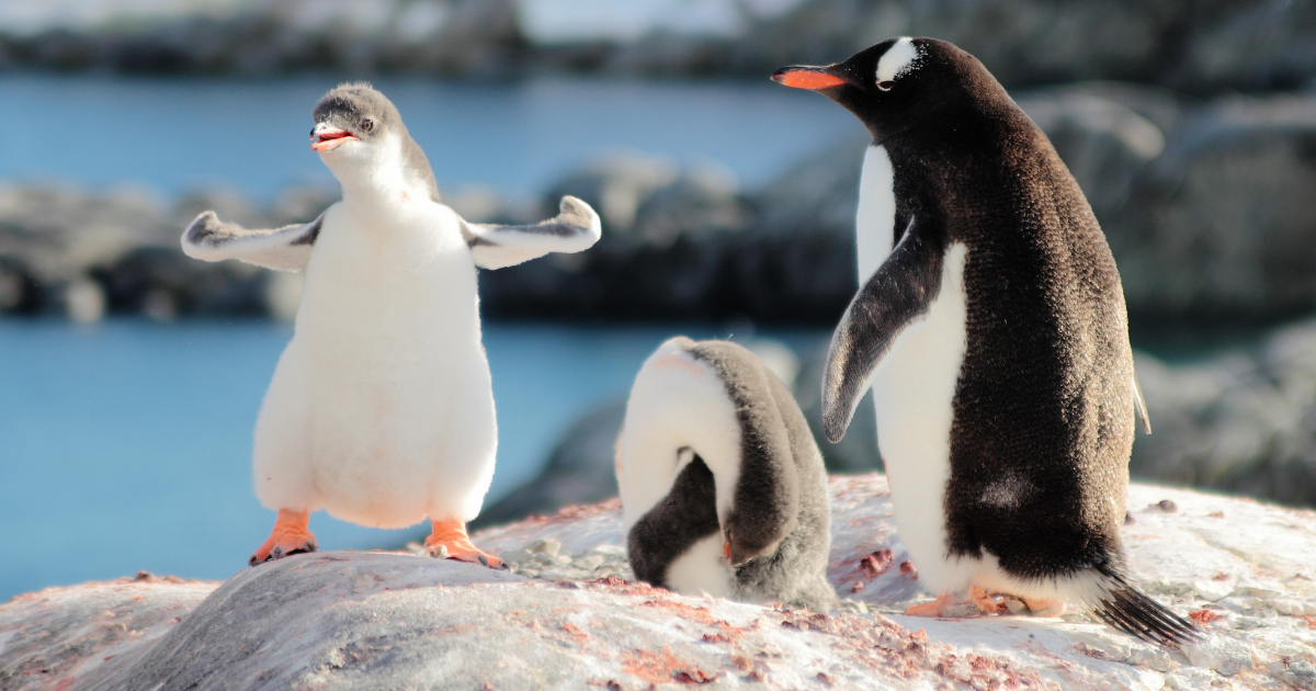 Pingüinos papúa en la Antártida.