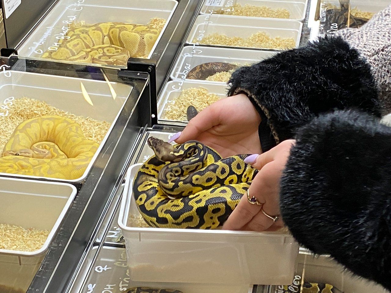 Una pitón usada como mascota es extraída de un pequeño reciente por una mujer.