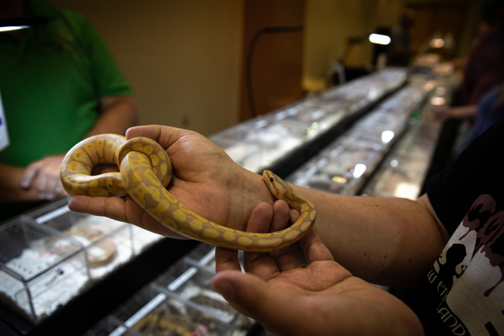 Pitones siendo manipuladas en una feria de reptiles.