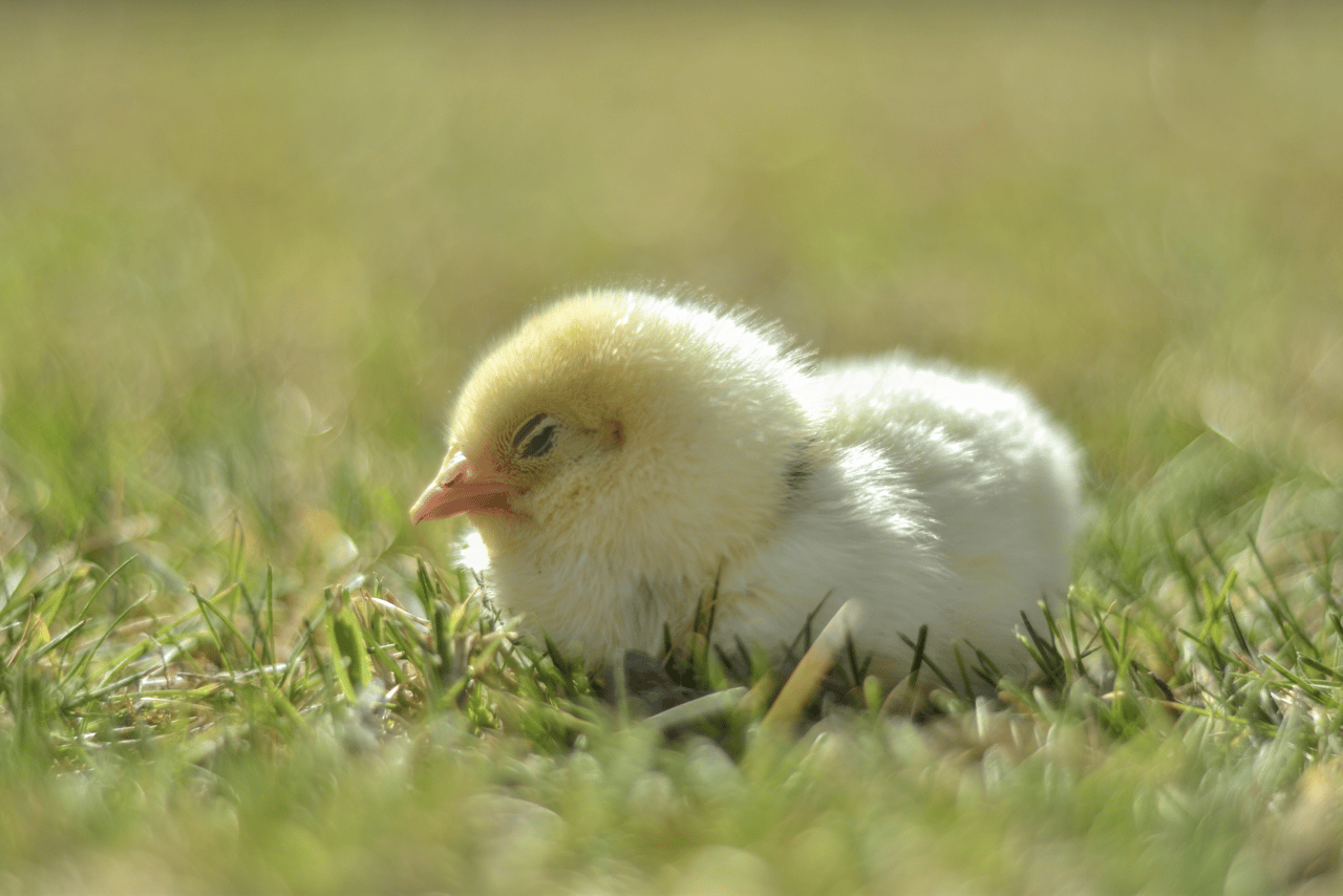 Un pollo bebé duerme plácidamente sobre la hierba.