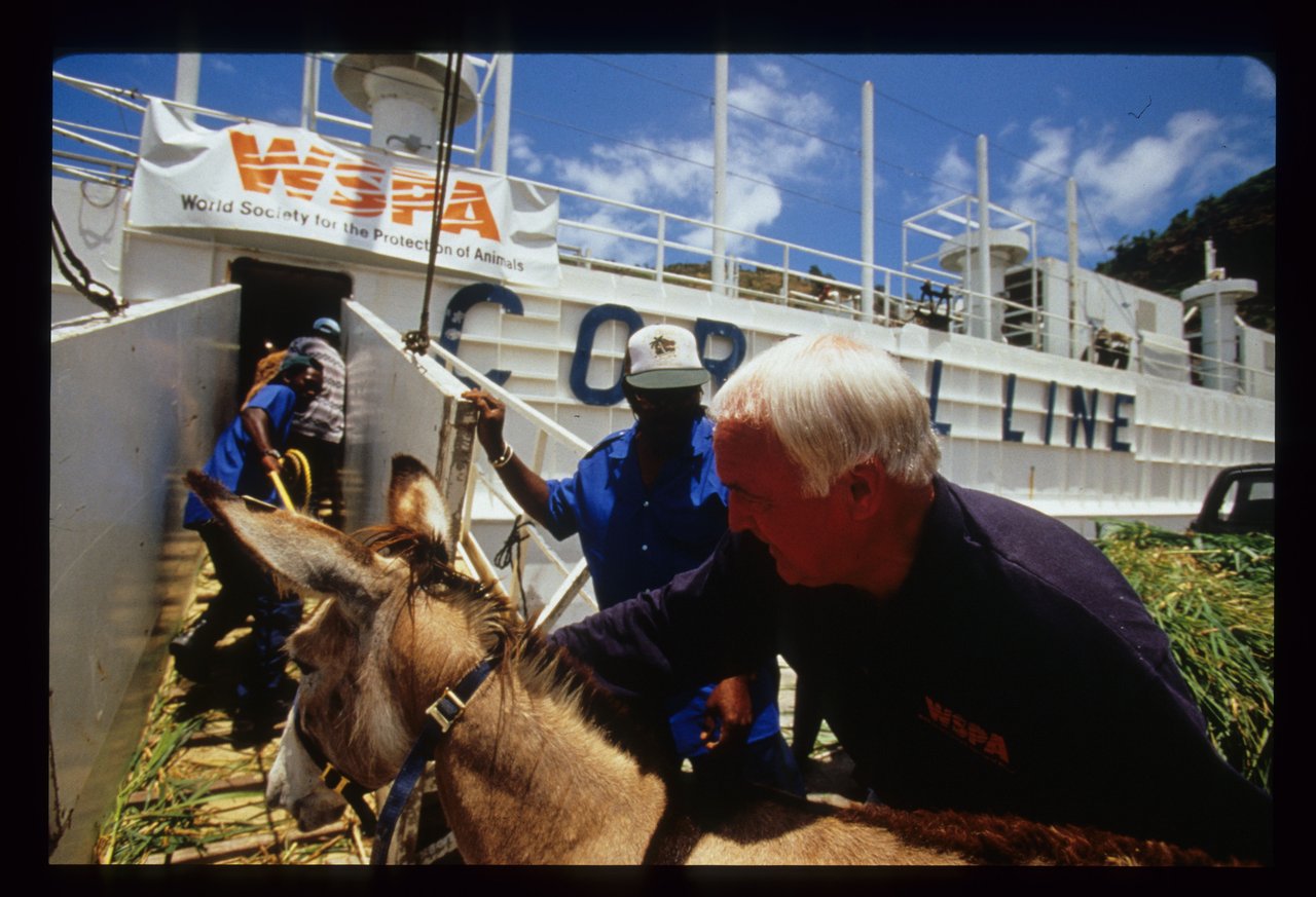 John Walsh de la WSPA ayudando a burros rescatados a subir a un barco.