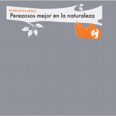 Perezosoz mejor en la naturaleza