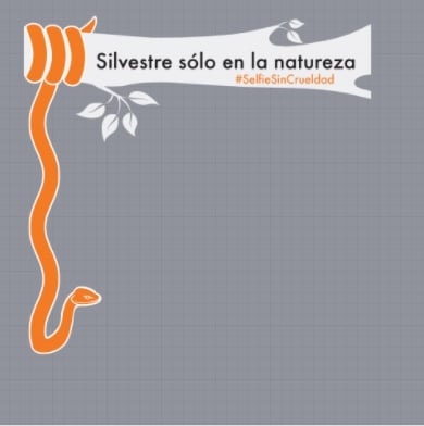 Silvestre solo en la natureza