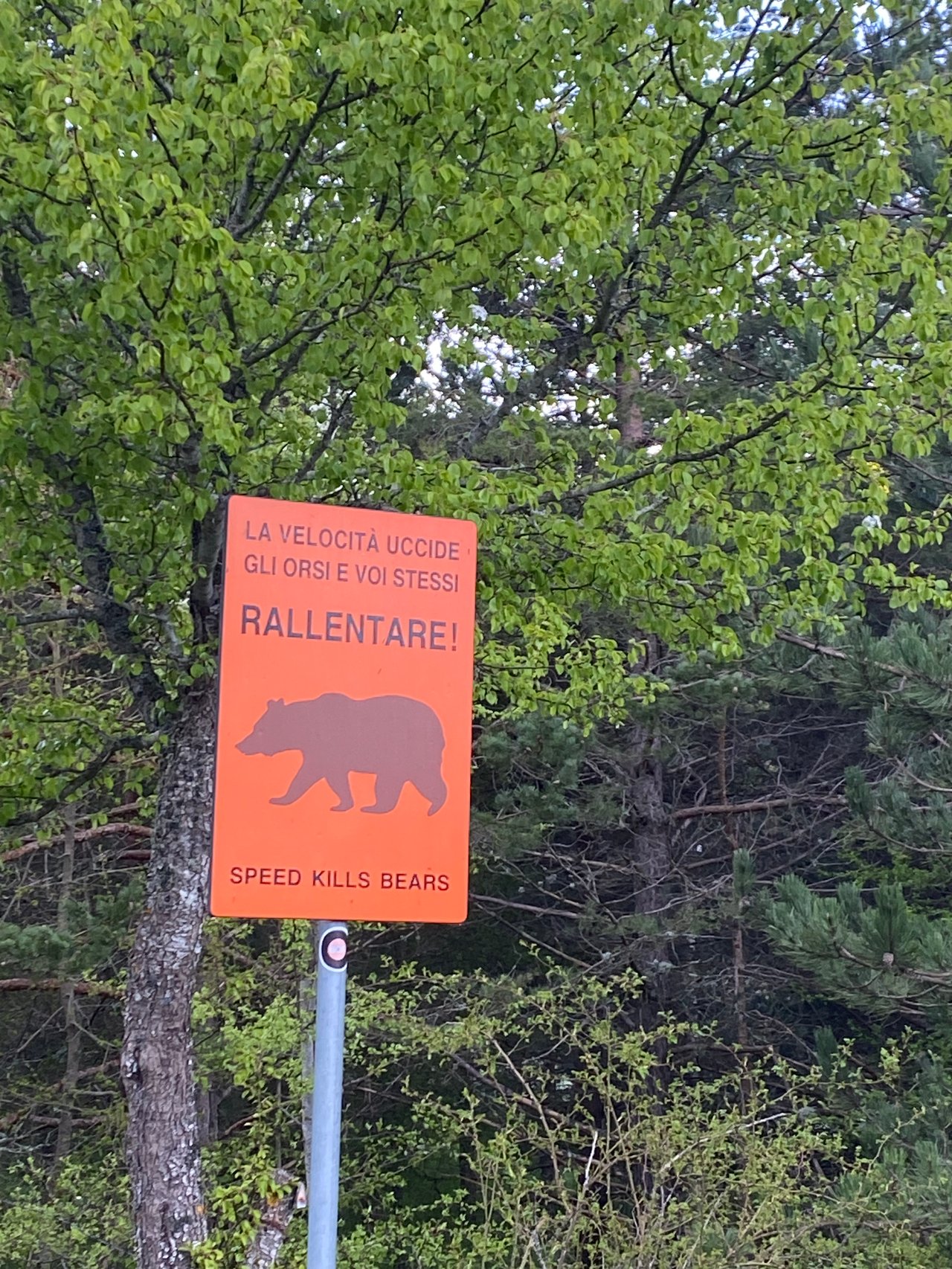 Señal vial en italiano que advierte: “La velocidad mata osos. Ralentiza”.
