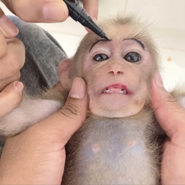 Un mono siendo maquillado para contenido en redes sociales, esta es una forma de crueldad.