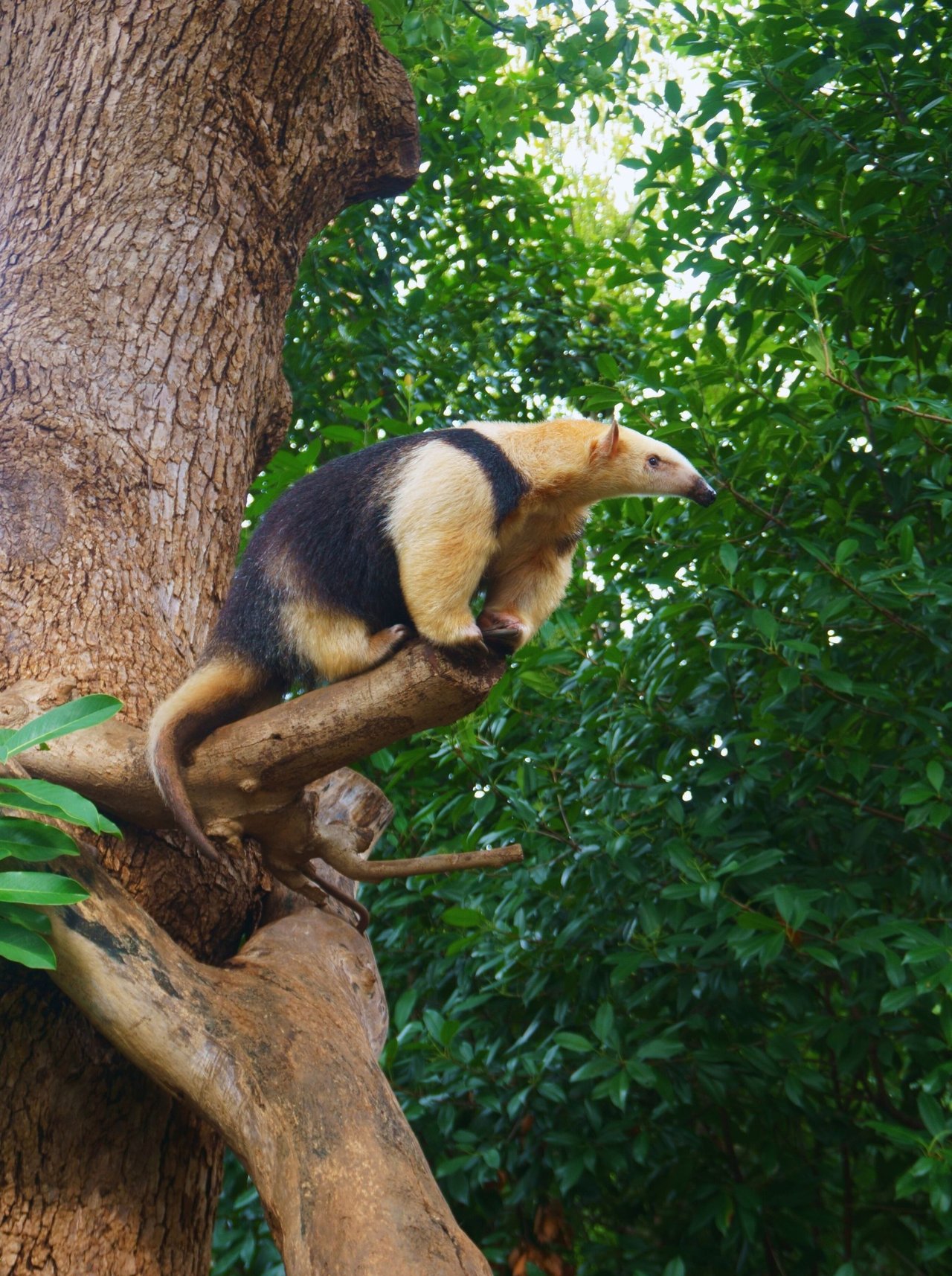 Un tamandúa, oso hormiguero de collar, en un árbol.