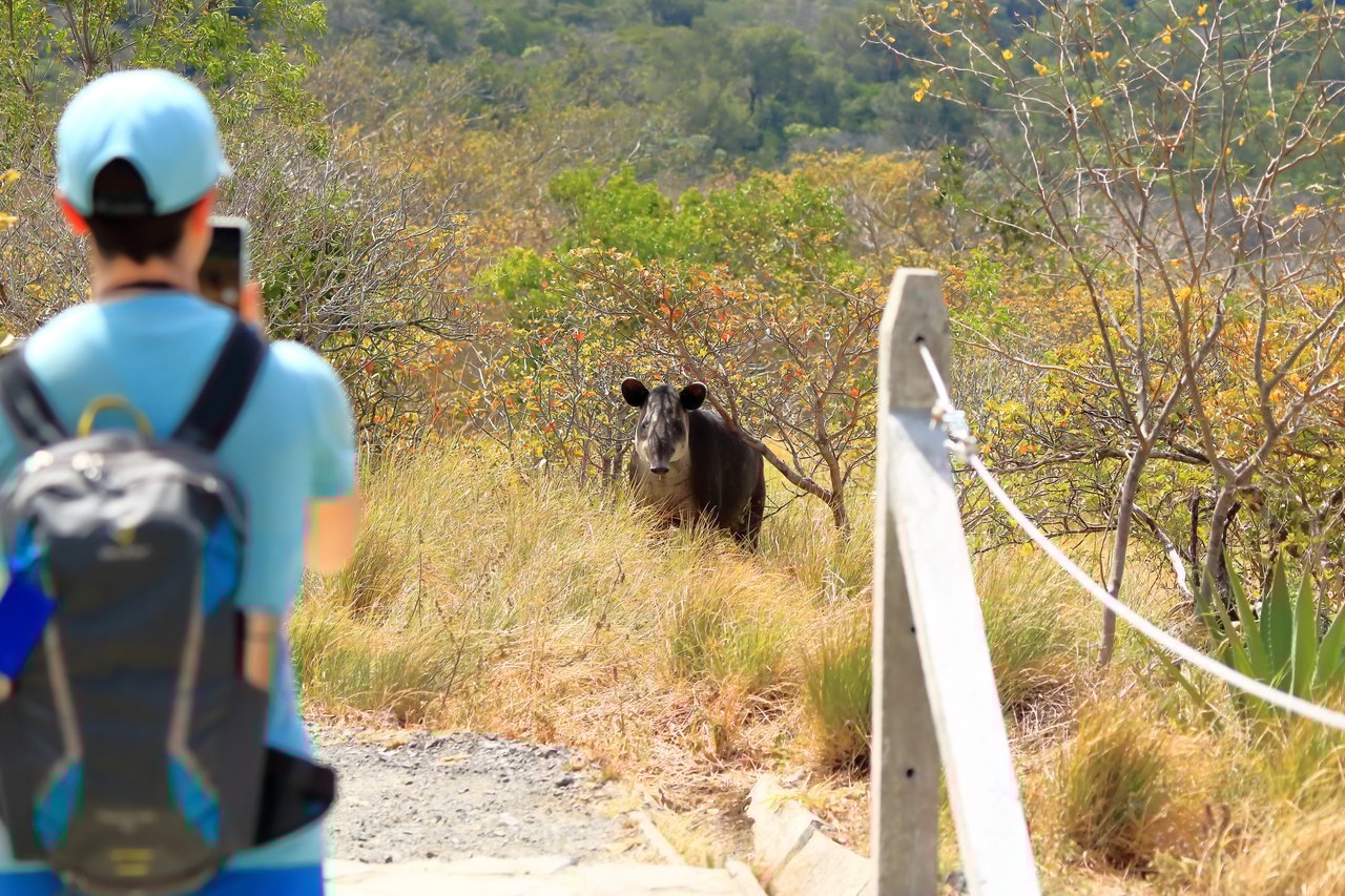 Un tapir es fotografiado por un turista en el Parque Nacional Rincón de la Vieja.