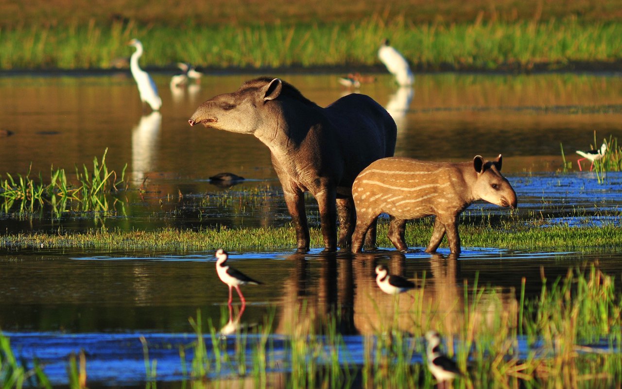 Una madre tapir junto a su cría en un humedal de Suramérica.