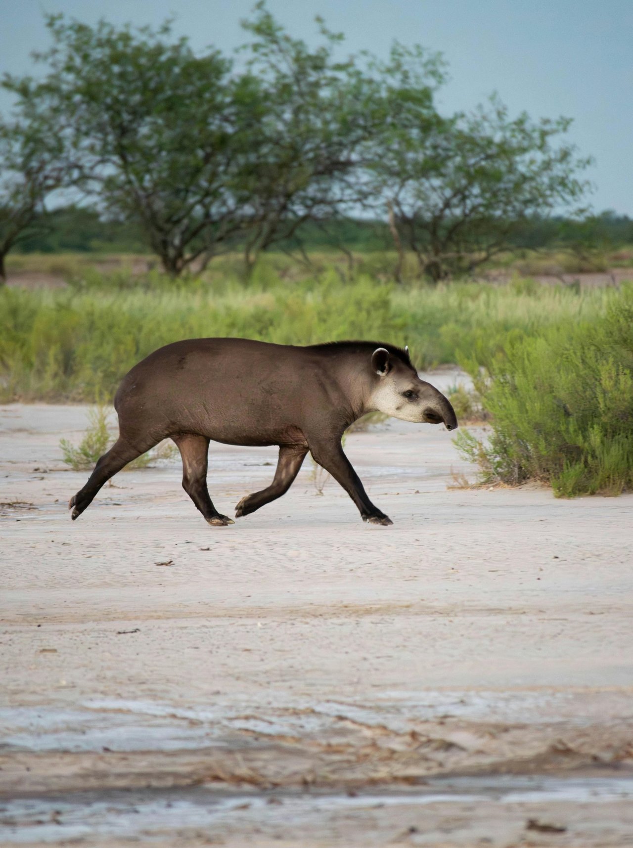 Una danta libre en su habitat en Sudamérica.