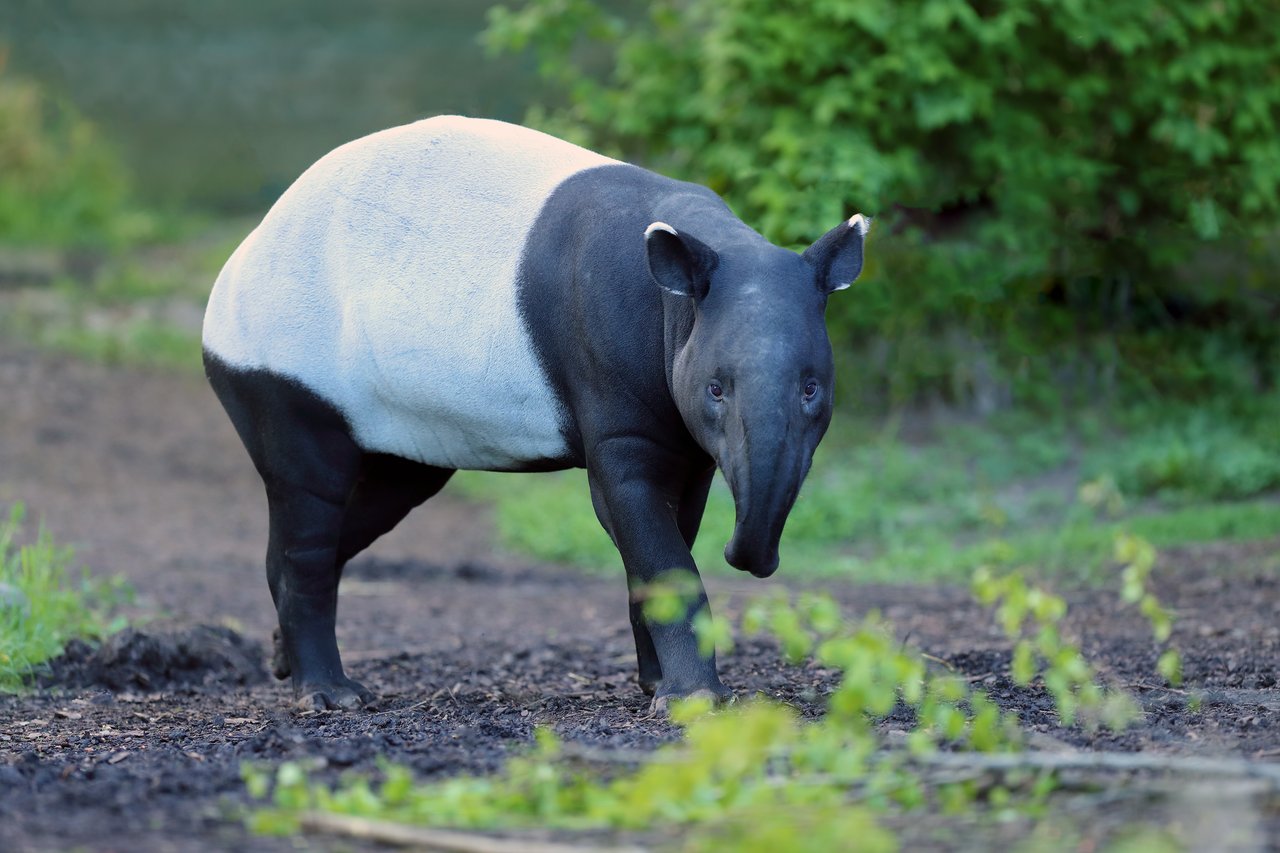 Un tapir malayo en su hábitat natural.