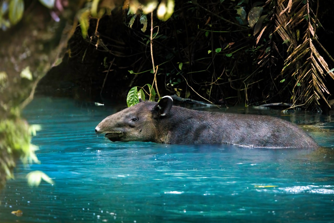 Tapir nadando en Parque Nacional Volcán Tenorio, Costa Rica.