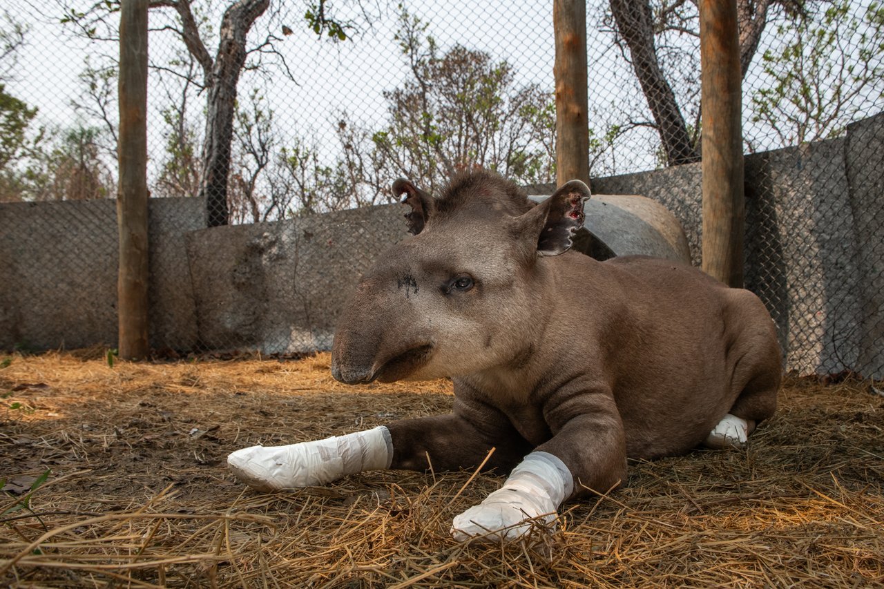 tapir rescatada en recuperación en Oncafari.