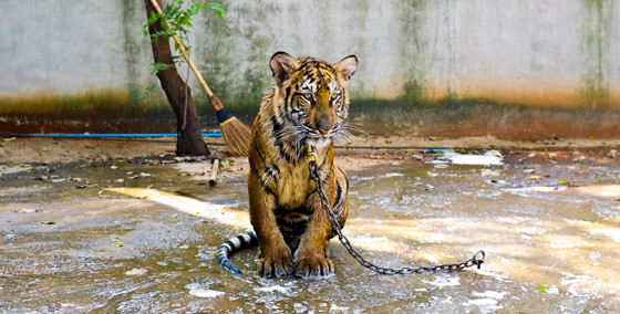 Un tigre encadenado y explotado en la industria turística.