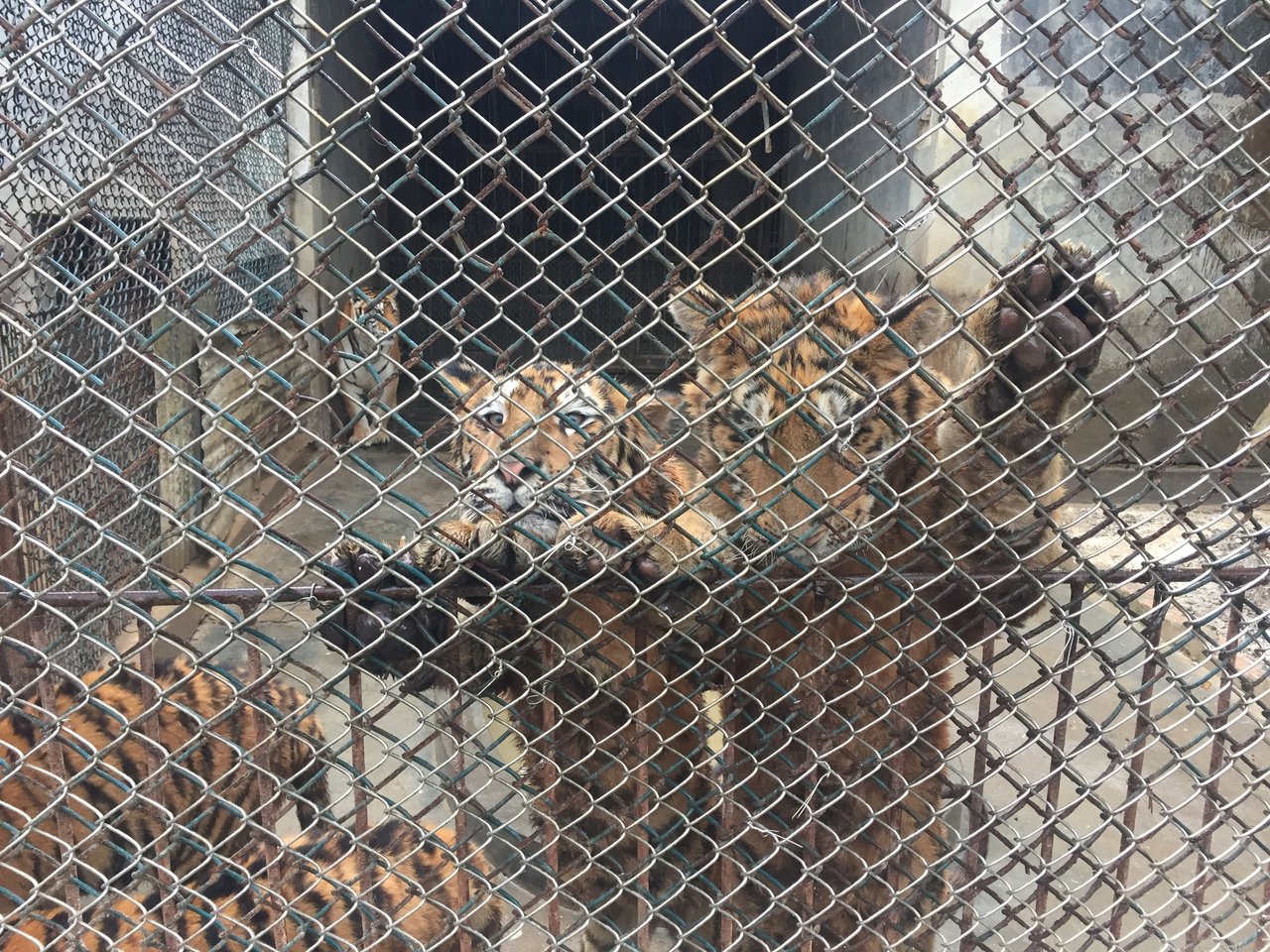 Tigres cautivos en una granja en China.