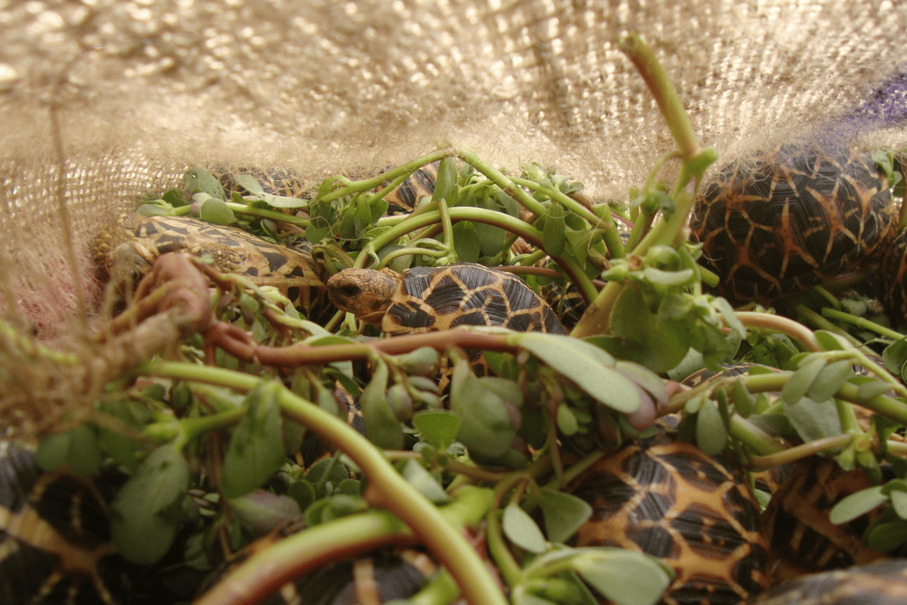 Tortugas estrella de la india en una bolsa para ser vendidas ilegalmente.