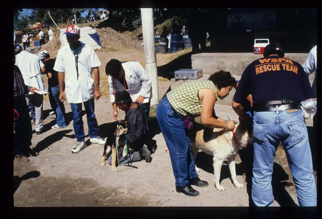 Personal de la WSPA atendiendo perros rescatados en El Salvador.