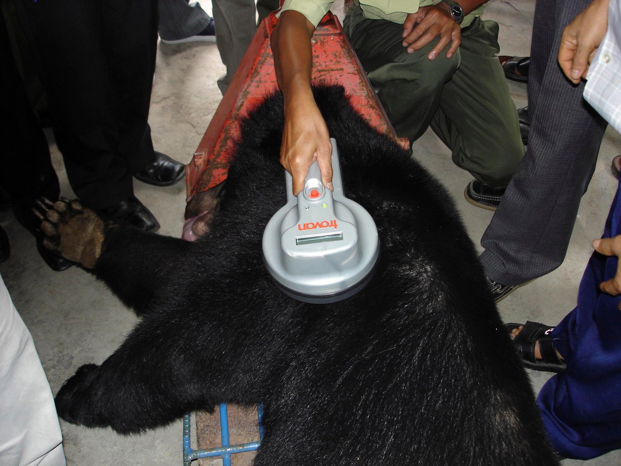 Personal de la WSPA apoyando en la protección de osos en Vietnam