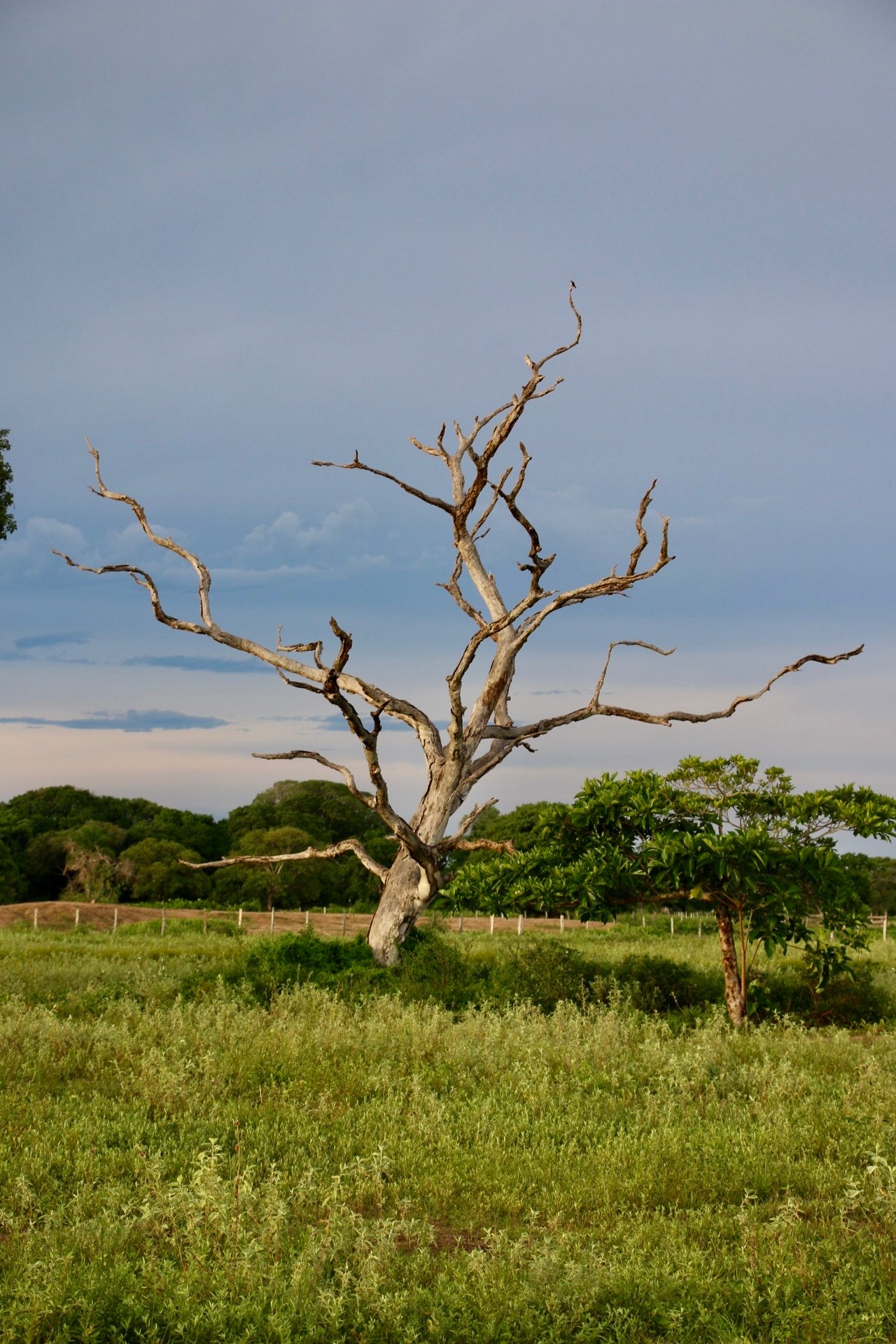Tree amongst wetlands. Credit: World Animal Protection