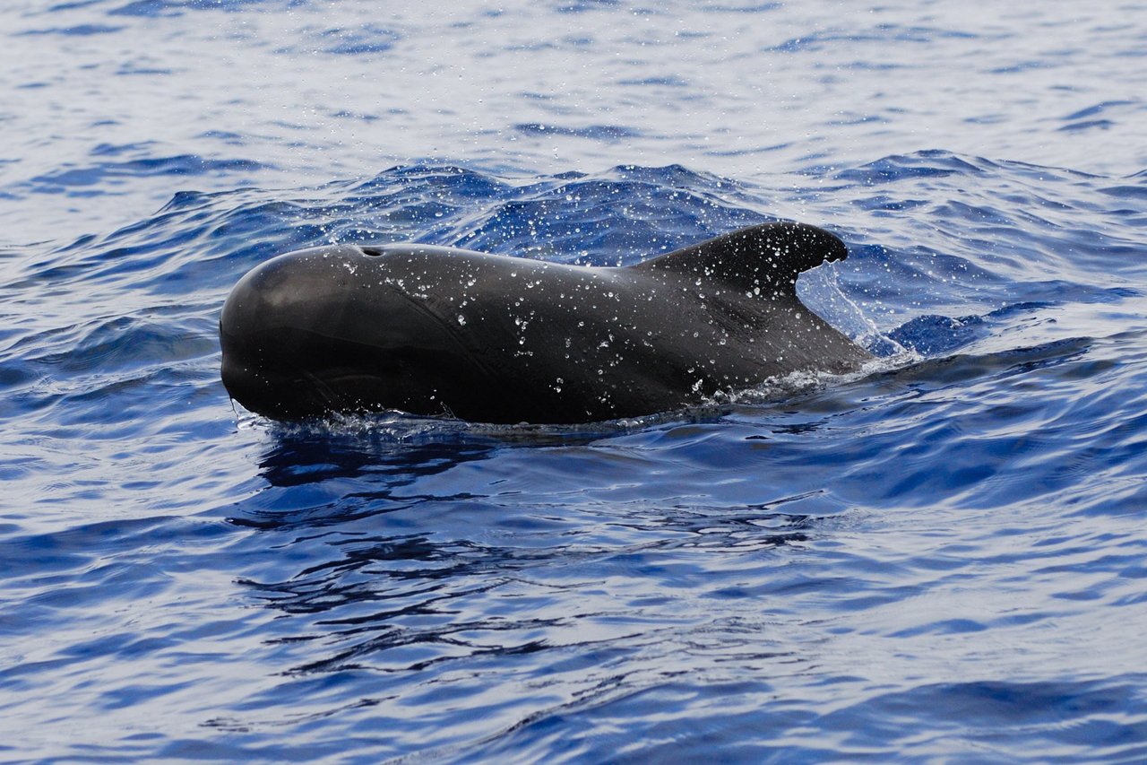 Pilot Whale in ocean