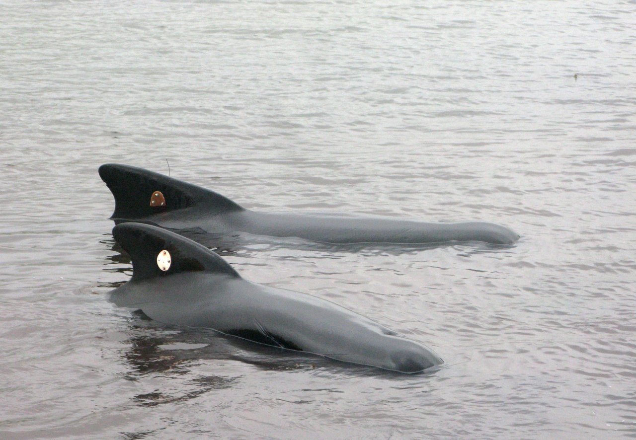 Tagged pilot whale - Crédito: World Animal Protection