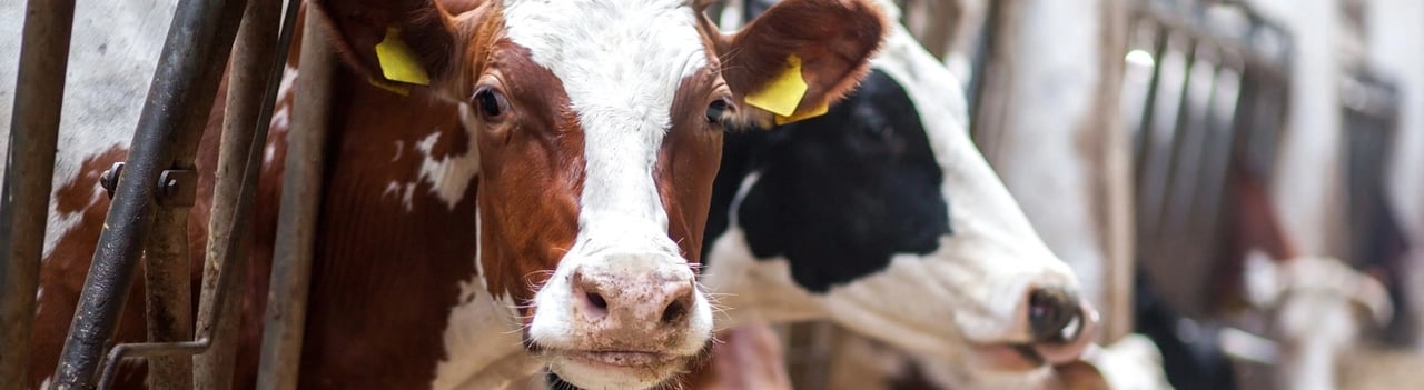 Vacas en una granja