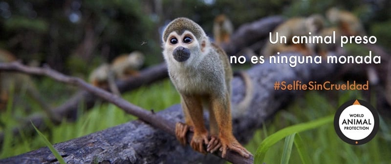 Selfie sin crueldad macaco