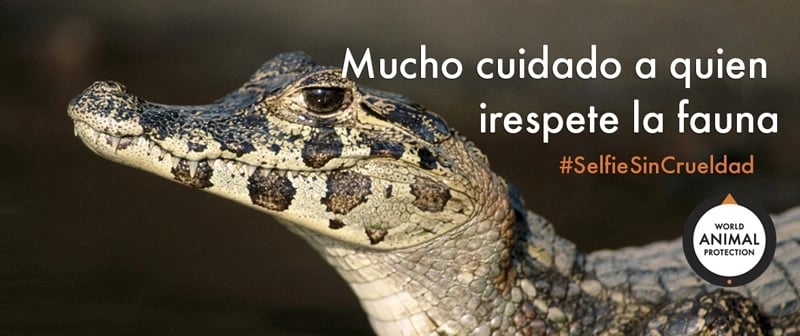 Selfie sin crueldad caimán