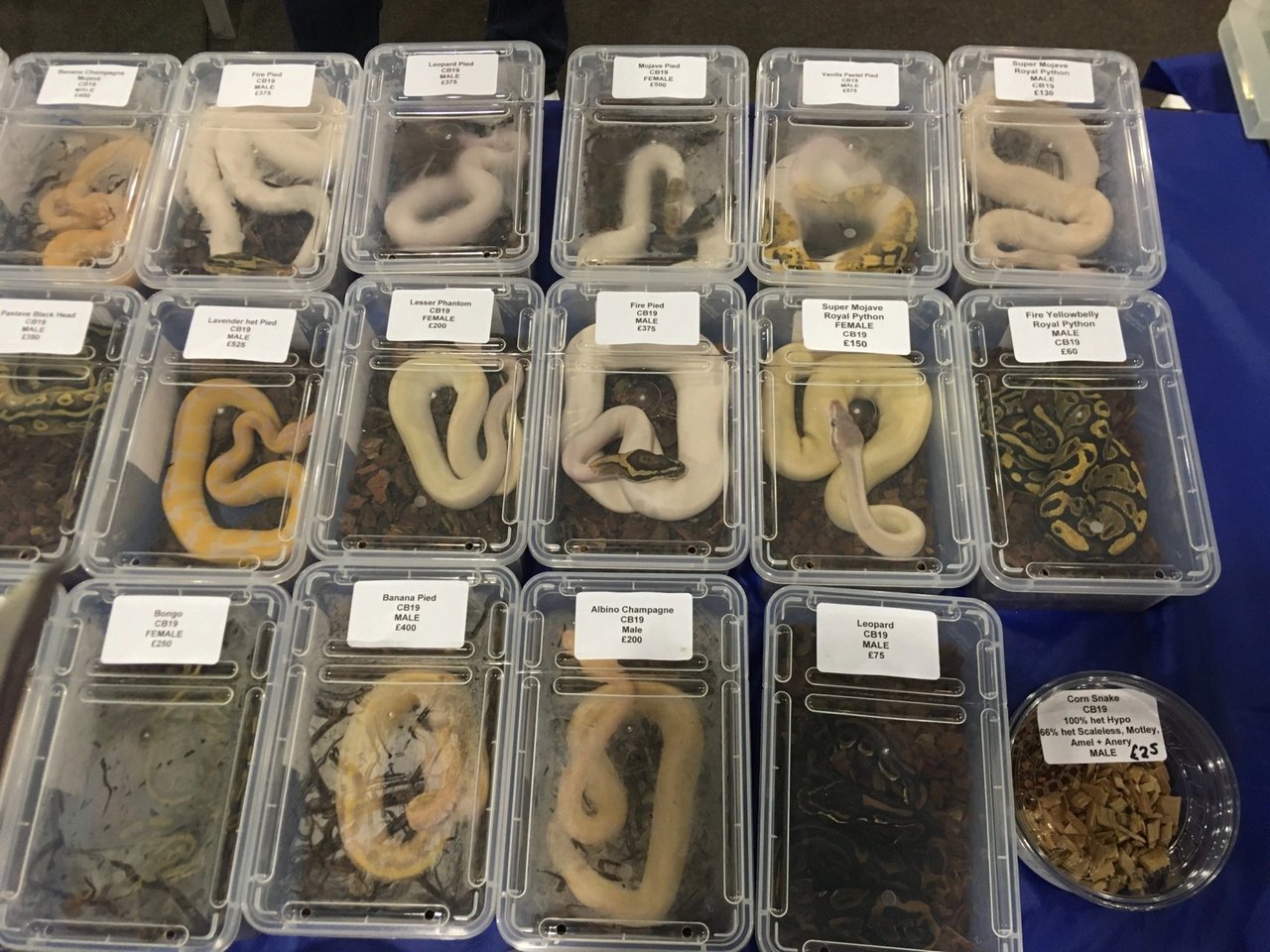 Pitones atrapadas en contenedores de plástico para ser exhibidas en mercado de mascotas exóticas.