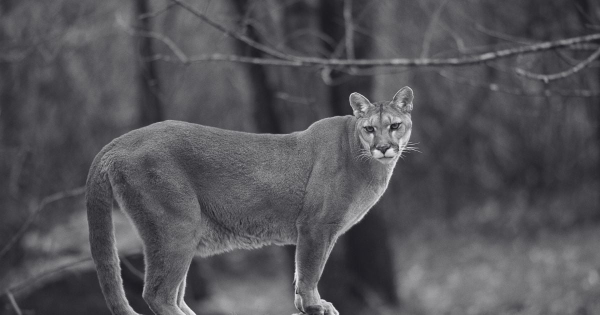 Día del Puma - Un puma en libertad en la naturaleza