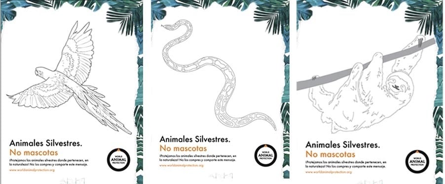 Tres dibujos de animales para colorear y concientizar sobre el comercio de mascotas exóticas.