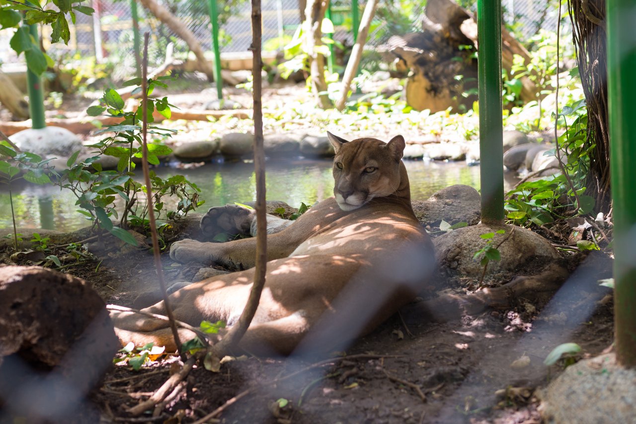 Puma rescatado en el Santuario de Vida Silvestre Las Pumas, Guanacaste, Costa Rica.