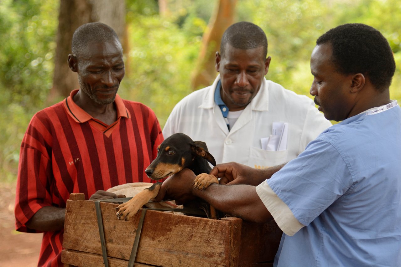 Man brings his dogs to be vaccinated