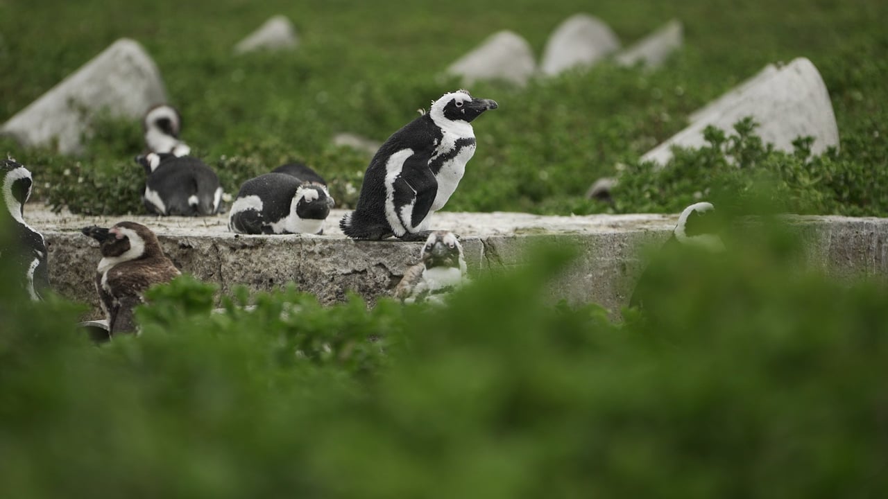 South Africa Penguin - Credit line: world animal protection